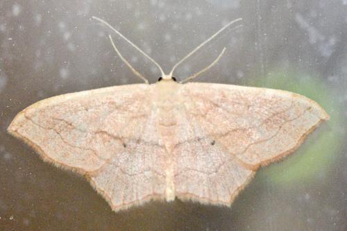 Scopula imitaria